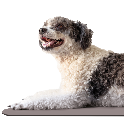 kacheln-400x400px_hundedecke1